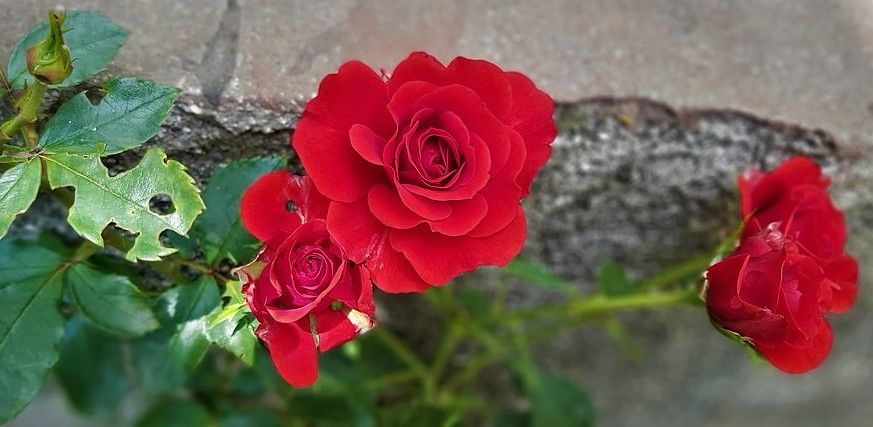 Rosas via Wikimedia Commons